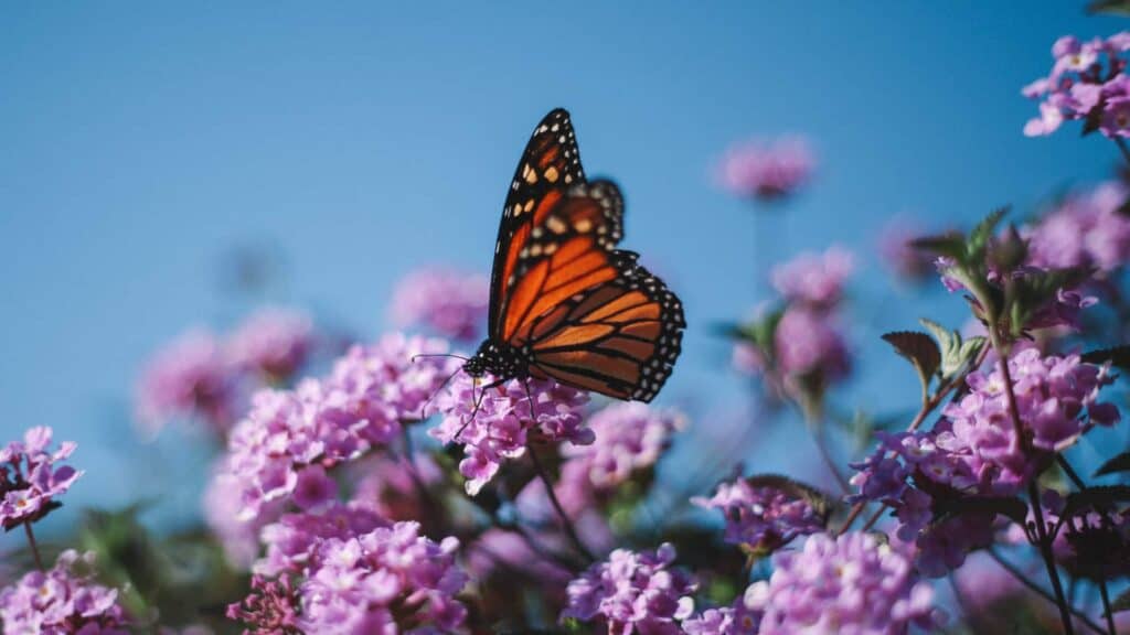 butterfly