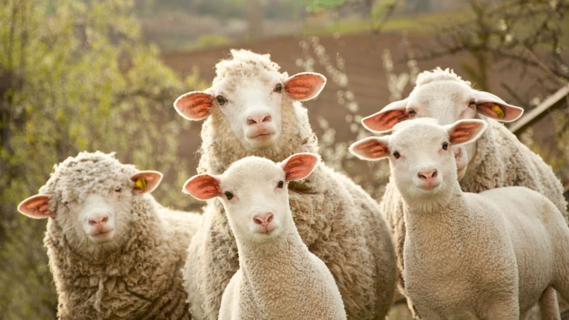 herd-of-sheep