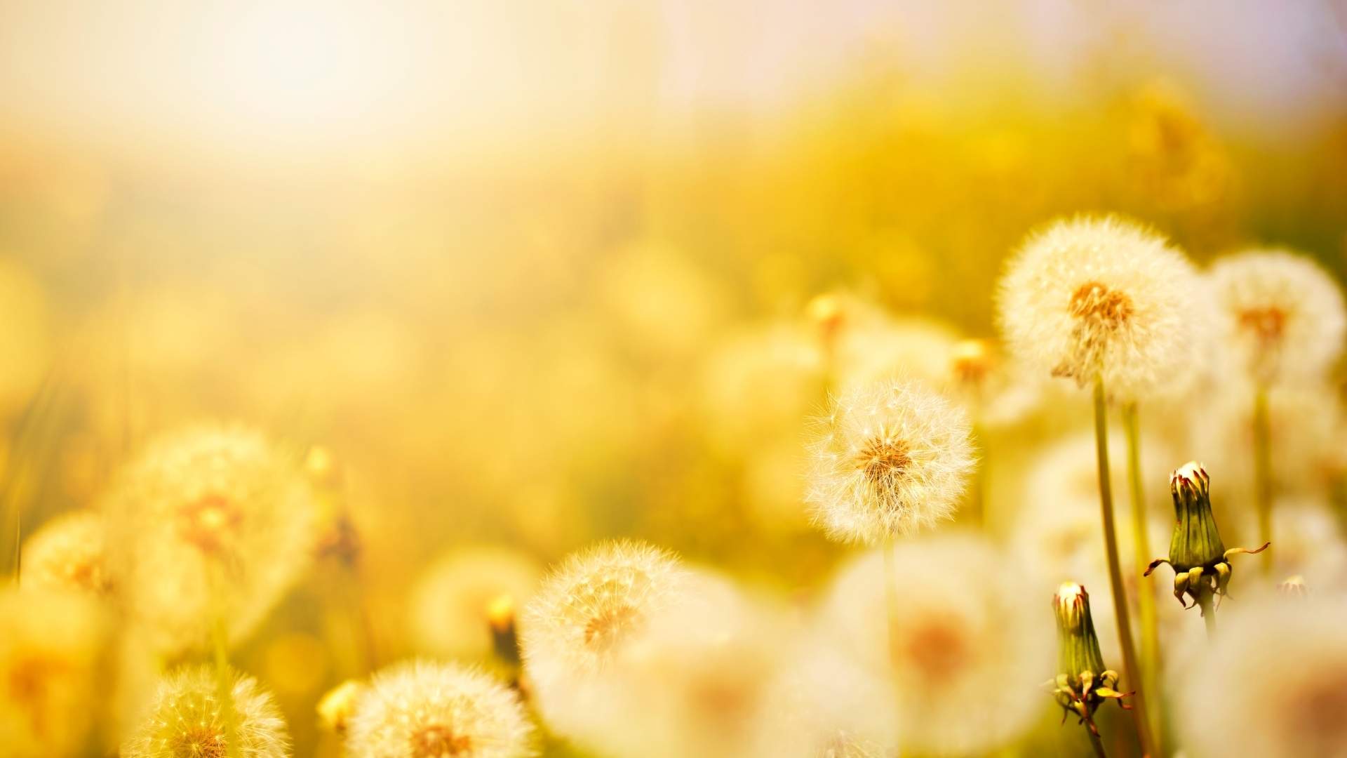 dandelions multiple like God's merci, love and peace in our lives