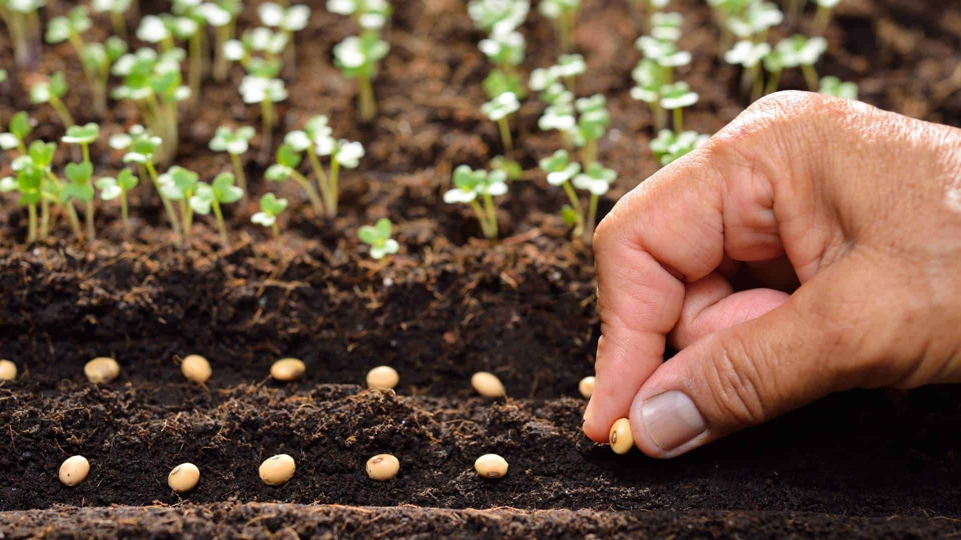 hand planting seeds - what you do today matters