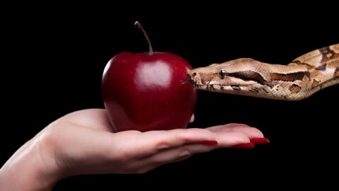 Apple and snake represents temptation