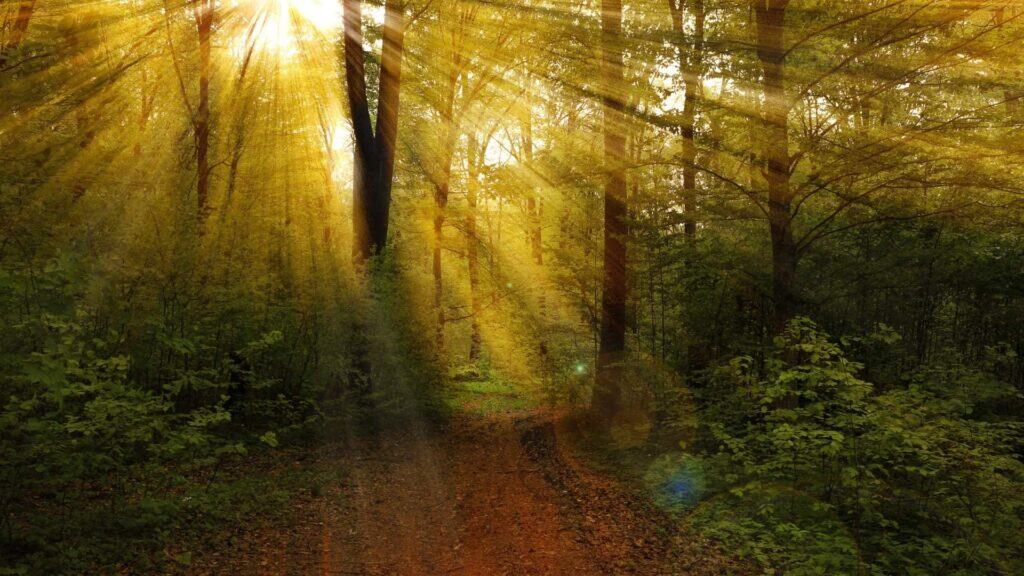 Rays of Sun in the forest