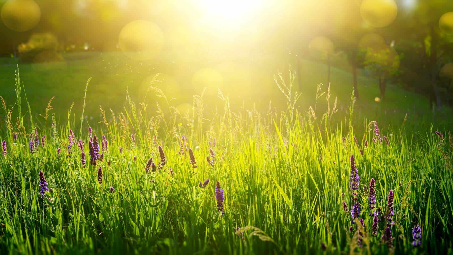 field of flowers represents God's love