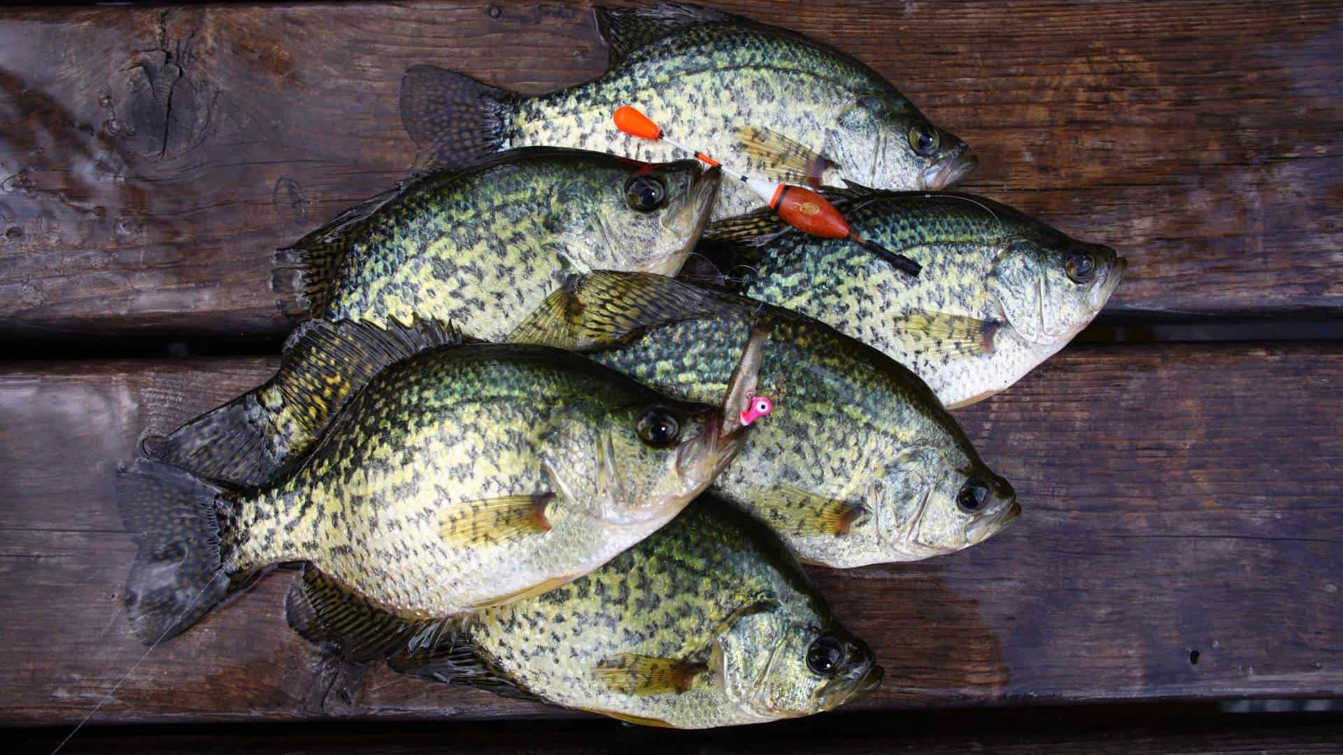 Crappie