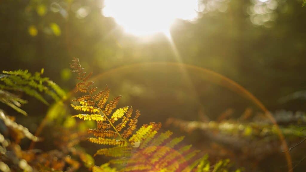 God reveals himself in nature