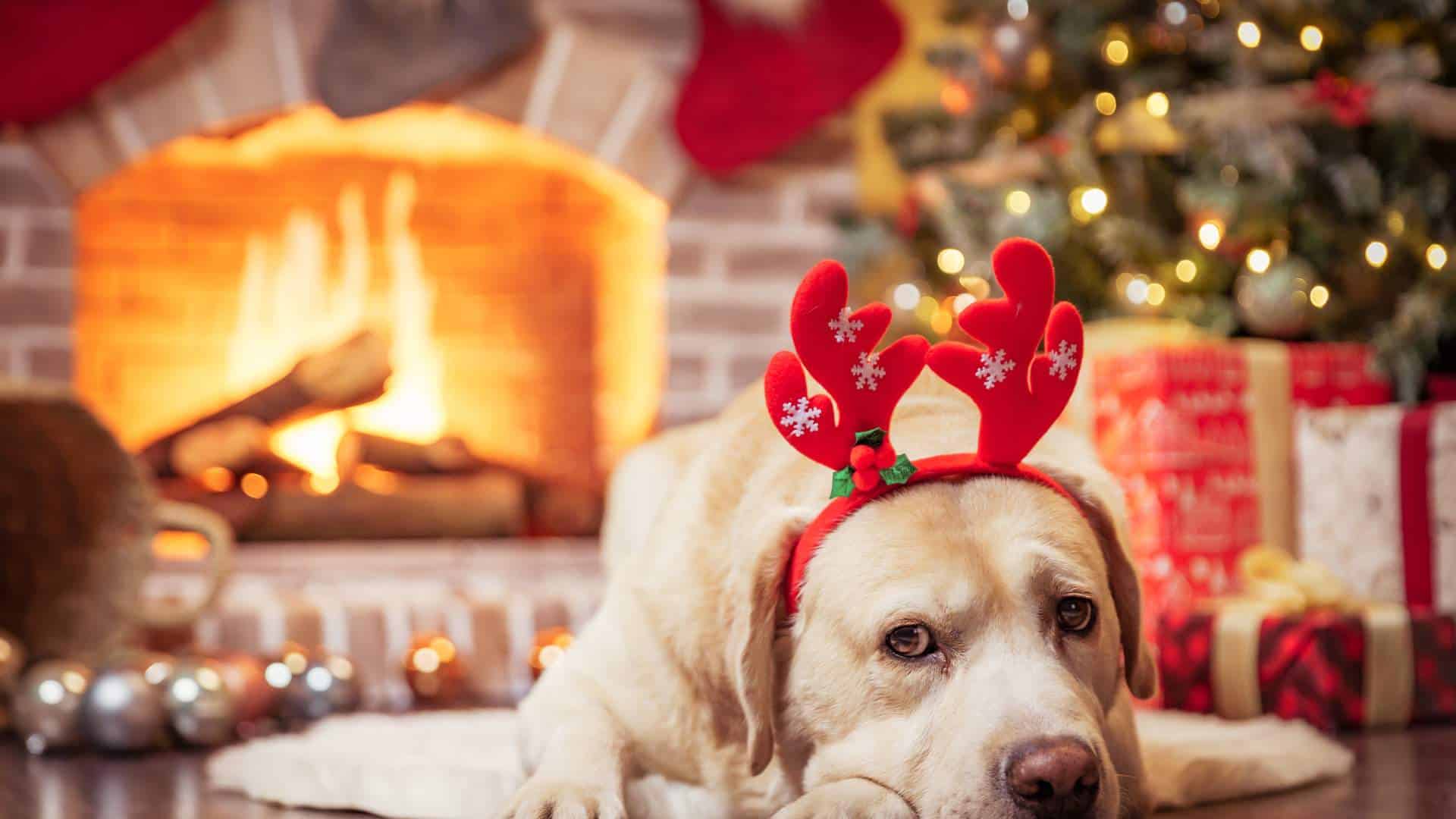 dog waiting for christmas