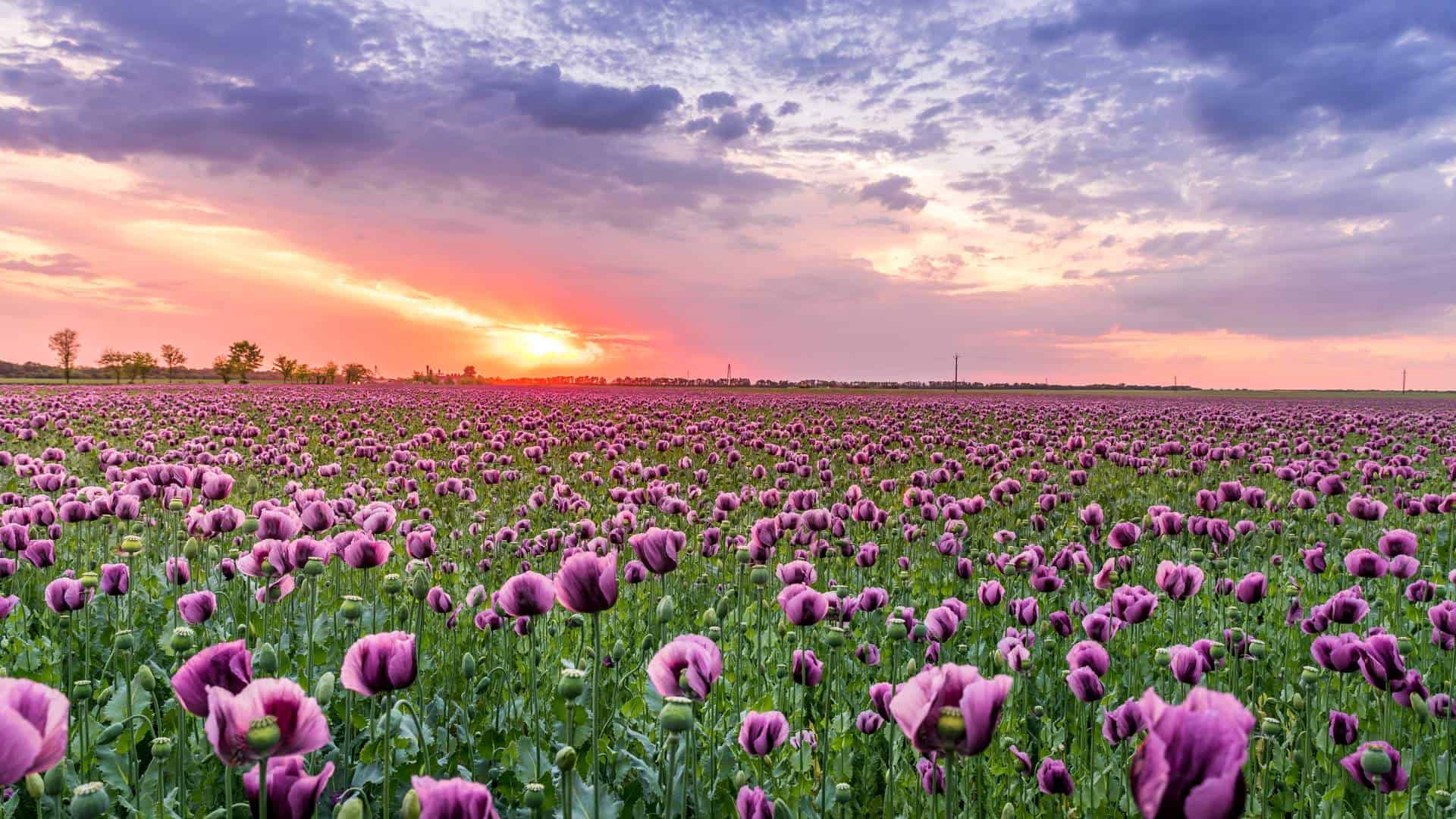 purple flowers