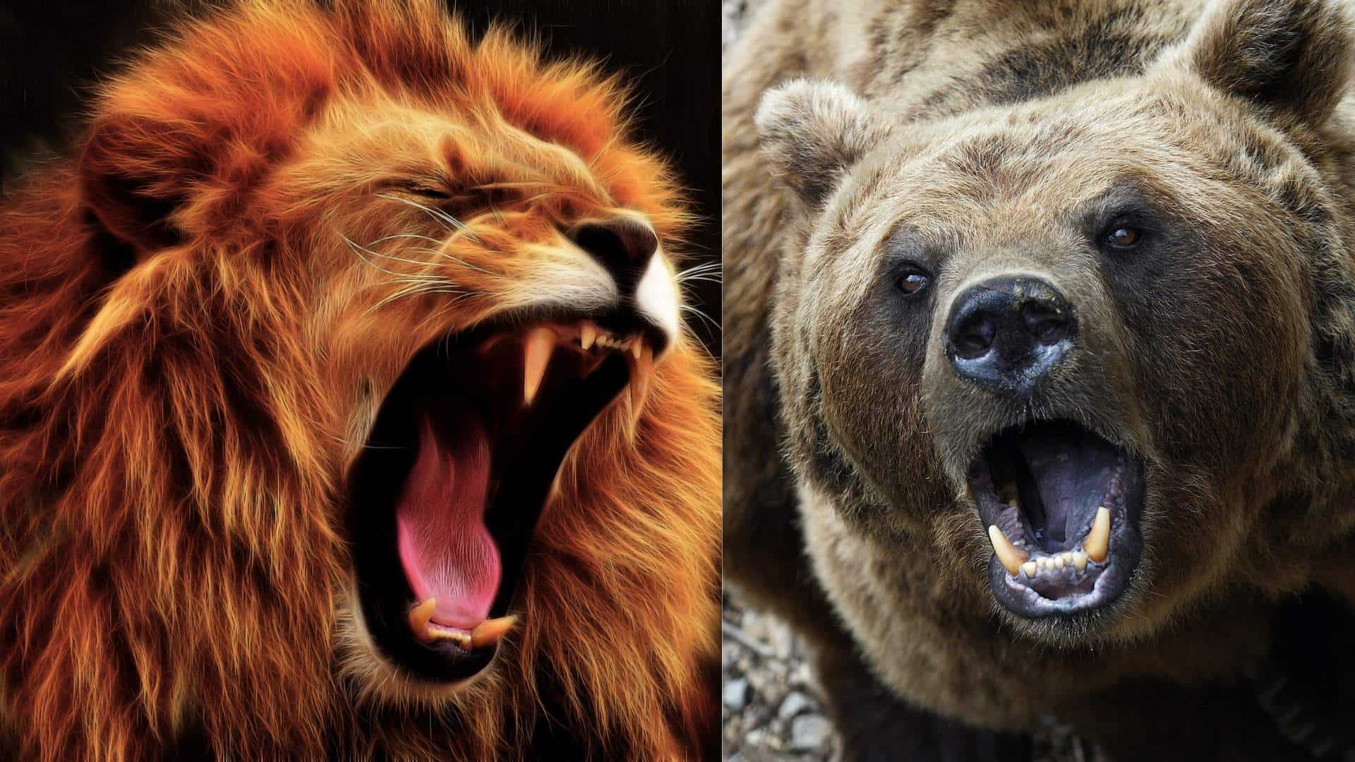 The lion and the bear