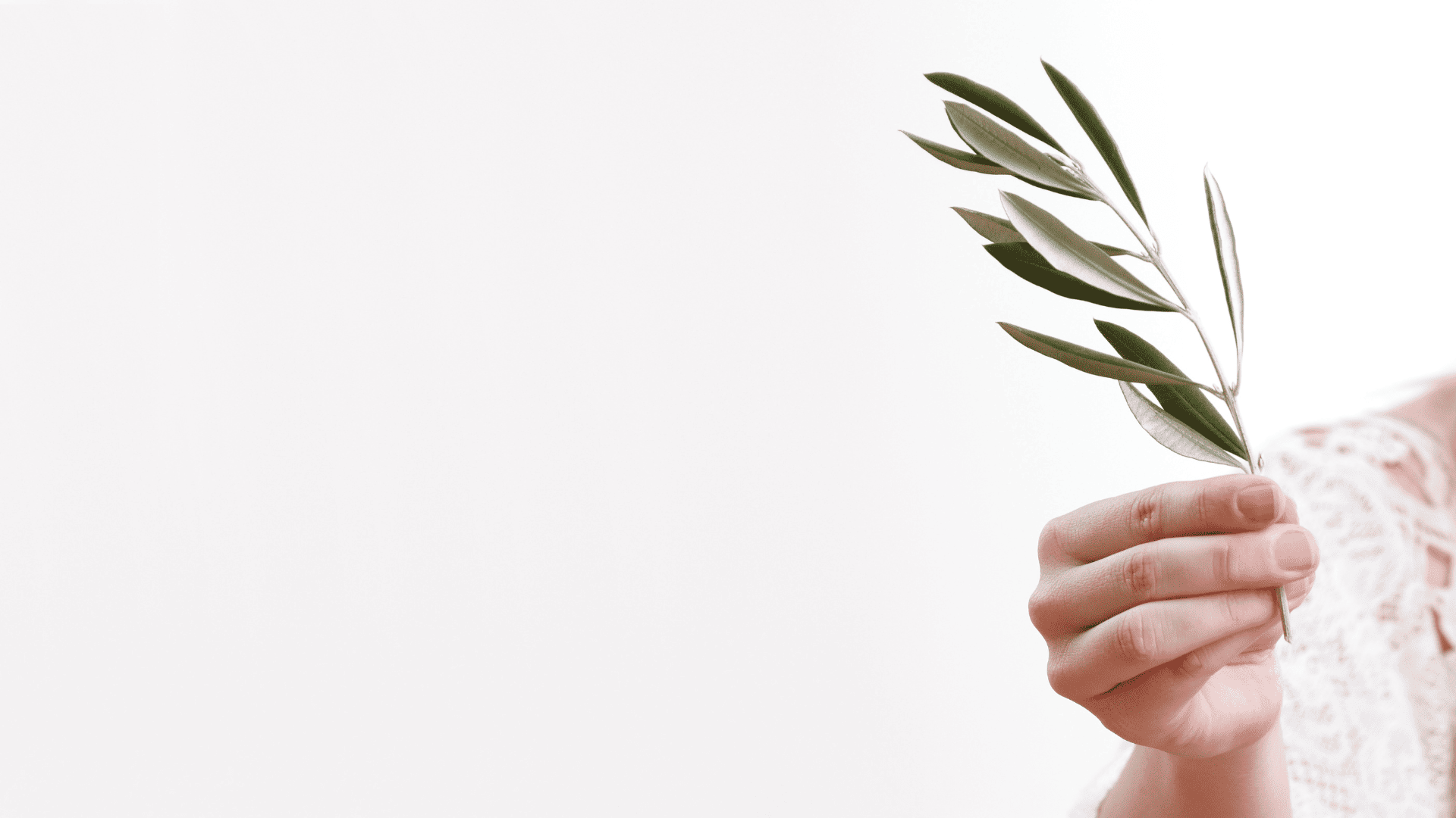Hand holding an olivebranch, the universal symbol of a peacemaker