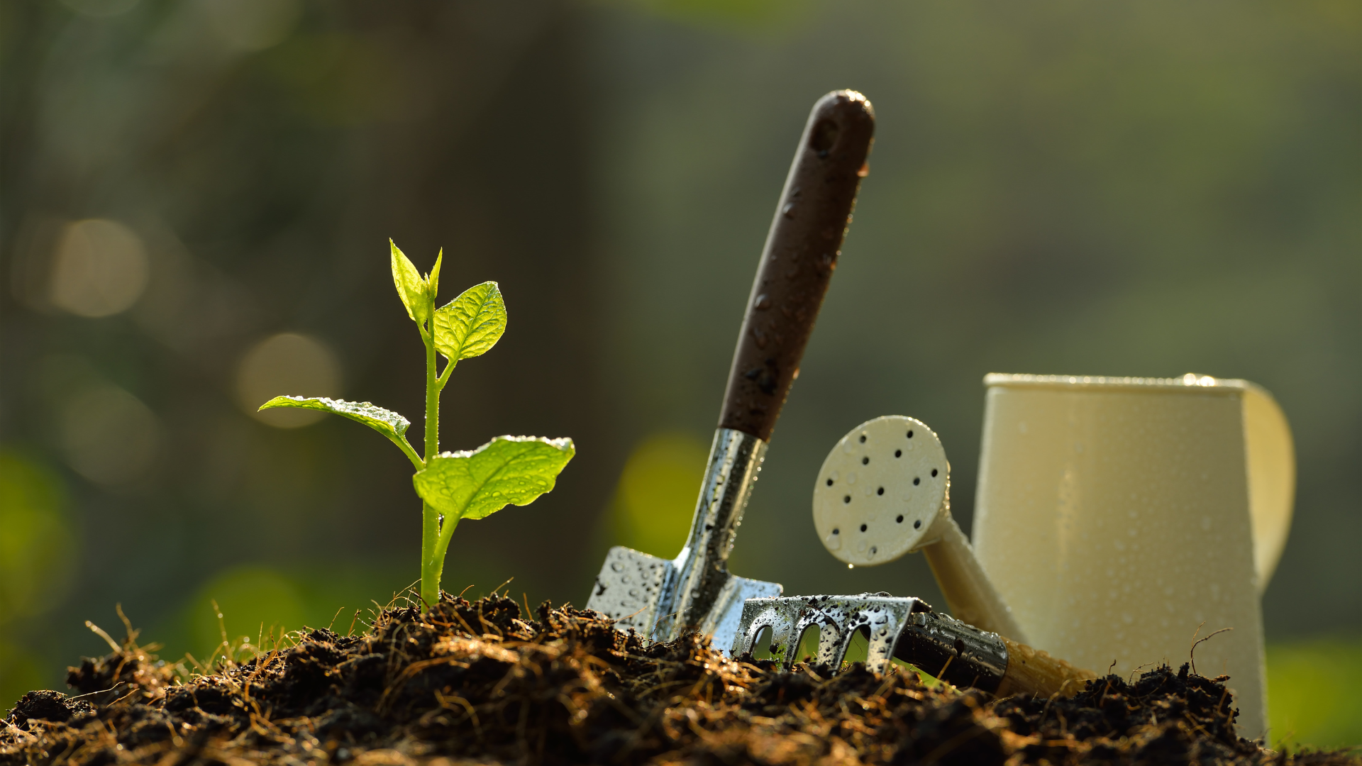 Image of the beginning s of a garden with a plant, shovel and pot.