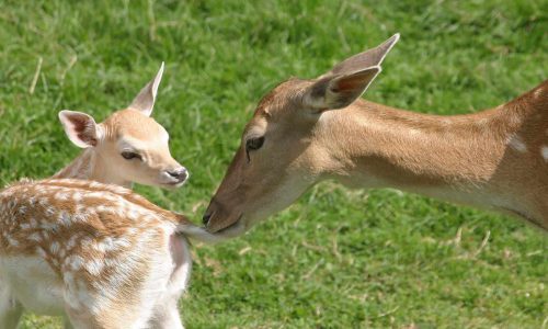 Deer and fawn