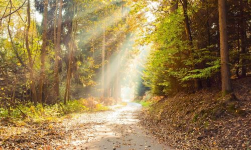 Light in forest path