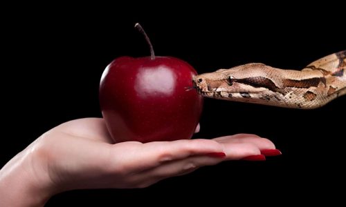 Apple and snake represents temptation