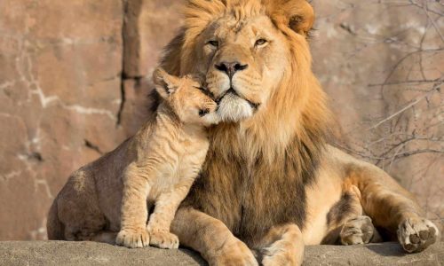 baby lion relationship God