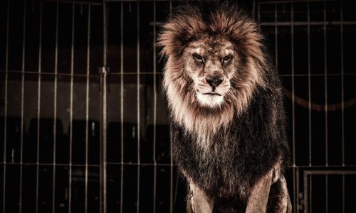 caged lion