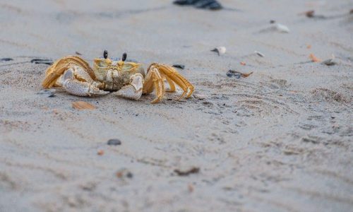 crab on beach