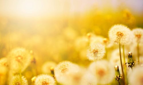 dandelions multiple like God's merci, love and peace in our lives