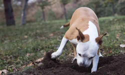 digging for gold