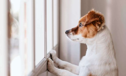 dog looking out window