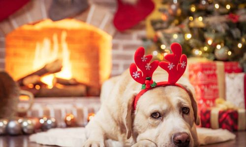 dog waiting for christmas