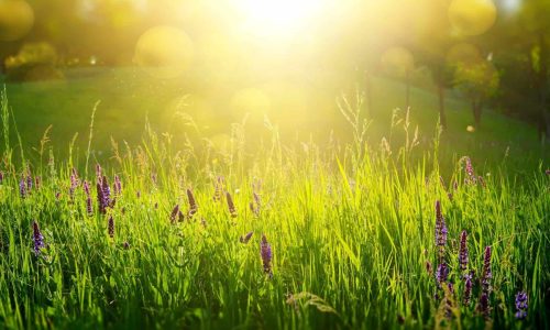 field of flowers represents God's love