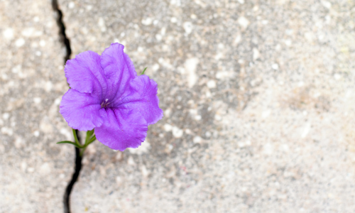 flower growing in nothing