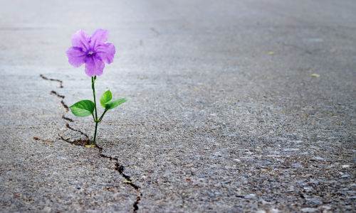 flower in the crack of cement