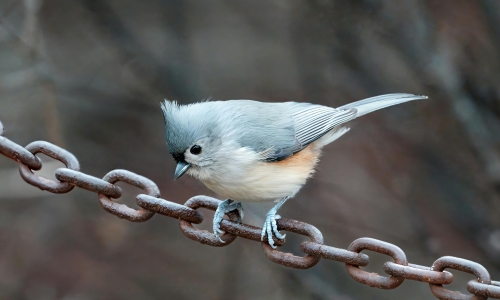 free slavery bird