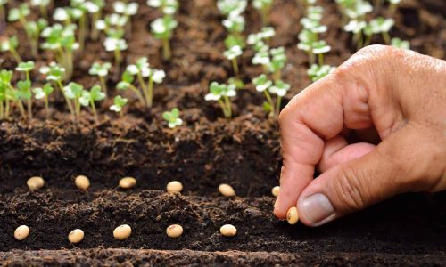 hand planting seeds - what you do today matters