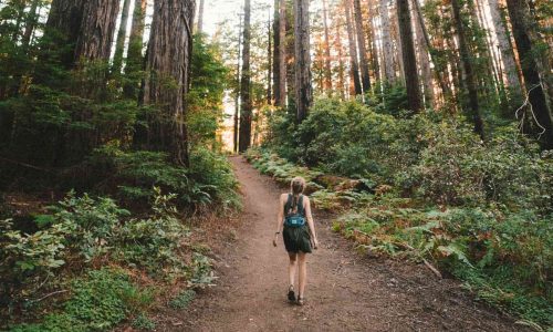 hiking-in-the-woods