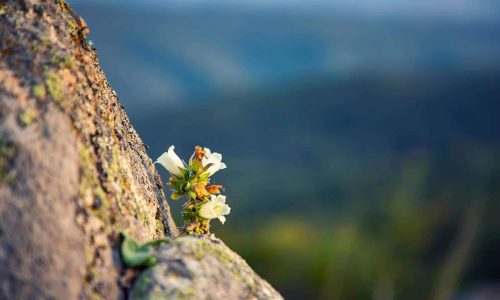 lilies in the rocks