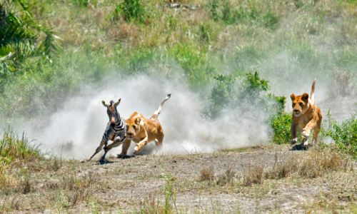lion adversary vigilant runner