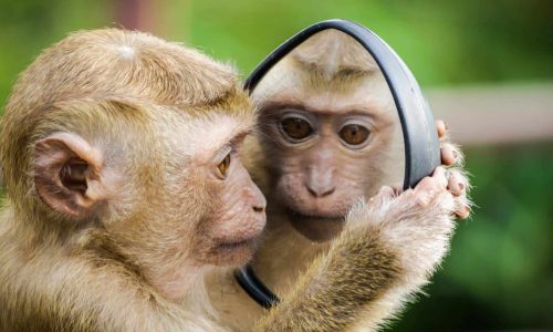 monkey looking in mirror