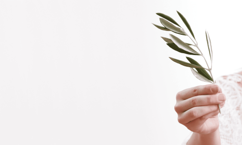 Hand holding an olivebranch, the universal symbol of a peacemaker