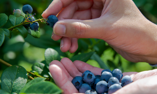 picking fruit blueberries