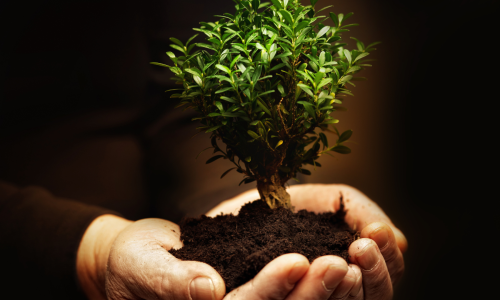 Plant in soil in the palms of hands signifying spiritual growth