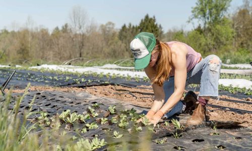 planting-seeds