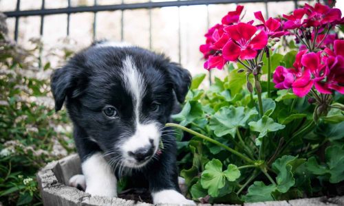 puppy eating flower