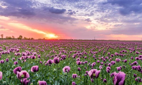 purple flowers