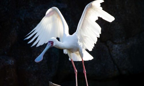 spoonbill bird