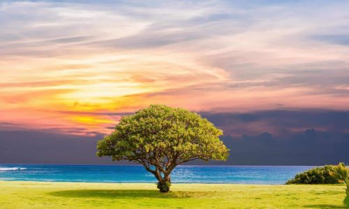 tree by the ocean