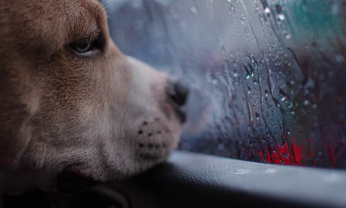 vehicle in rain