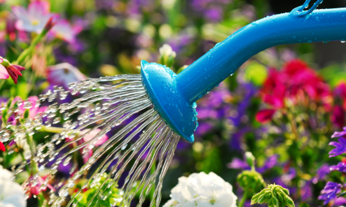 watering garden (1)