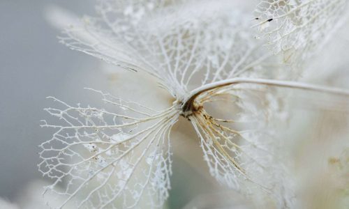 winter flower