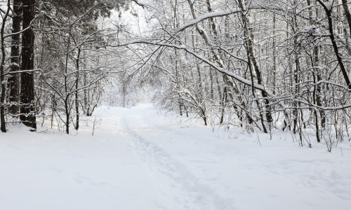 winter paths
